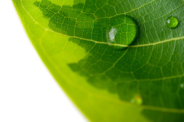 Close up of water drops on green leave and white backgrounds.