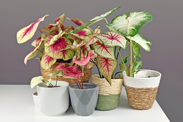 Colorful exotic Caladium plants in flower pots on white table