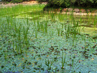 Obraz premium Lake of the park in Deoksugung Palace