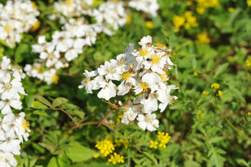 Beautiful and delicate multiflora rose flowers