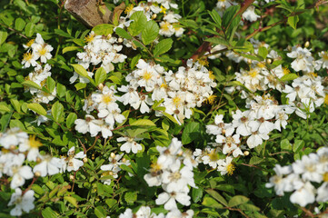 Beautiful and delicate multiflora rose flowers