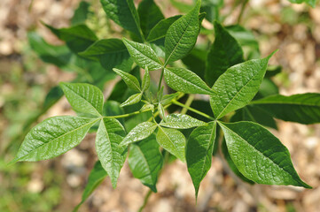 Natural background with green plants 