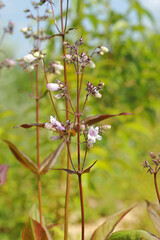 Fototapeta premium White flowers of Penstemon digitalis in the garden