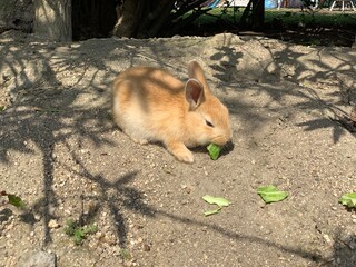 大久野島のうさぎ　子ウサギ　キャベツを食べる