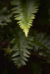 Fototapeta premium contrasty image of fern after rain and morning dew with vibrant colors and water droplets