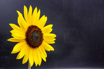 Ripe gold yellow summer sunflower flower Helianthus annuus  petals with dark seed pod center isolated on a black background