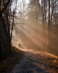 Naklejka premium first light rays of spring in the park with a young family strolling in the warm sunlight, trees are still barren and leafs cover the ground