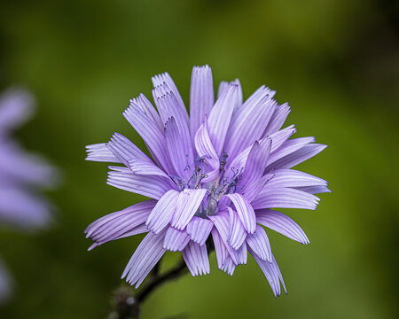 a purple flower  (Cicerbita plumieri)