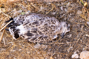 dead seagull. Climate change affects wildlife.