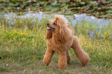 Fototapeta premium A beautiful happy young groomed thoroughbred red poodle stands by the pond in a summer city park.