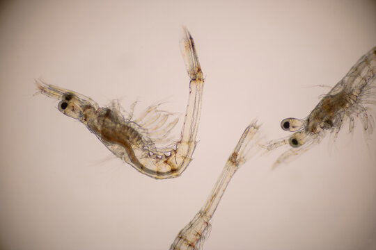 Closeup mysis stage of Vannamei shrimp in light microscope, Shrimp larvae under a microscope, Shrimp, White shrimp, Nauplius, Zoea, Mysis, Larvae. Background.
