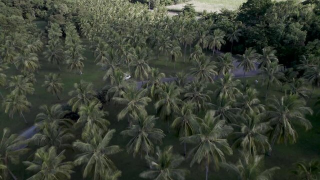 Thala Beach in Cairns, Palm trees paradise