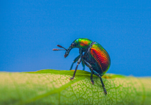 Leaf rolling weevil, Byctiscus betulae beetle on a leaf in an unusual pose, shiny colorful beetle