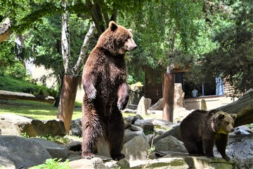 ours brun