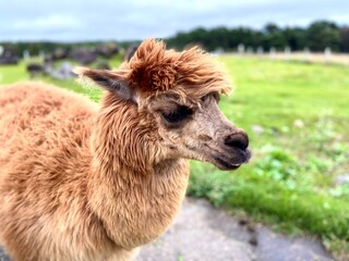 アルパカの顔のクローズアップ