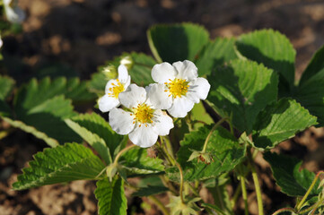 Strawberry flowers in the garden