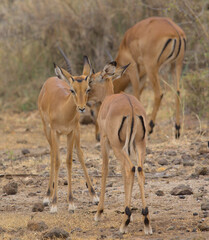 Naklejka na ściany i meble young male impalas grooming and building societal bonds in the wild Meru National Park, Kenya