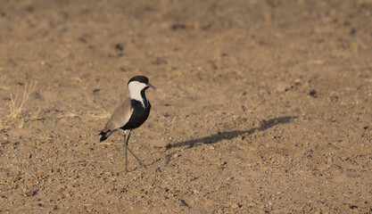 a blacksmith lapwing on the ground with afternoon sun casting long shadow in Meru National Park,...