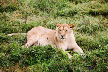 Fototapeta na wymiar A female lion portrait. African lion in safari park.