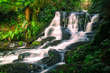 Lush green rain forest cascade