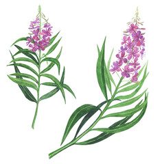 Fototapeta na wymiar Pink fireweed isolated on white background. Watercolor hand drawing illustration. Willowherb for healthy tea.