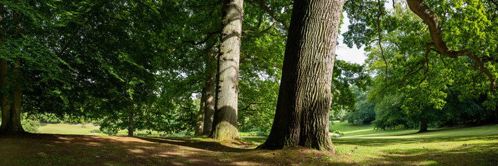 Obraz premium trees in the forest