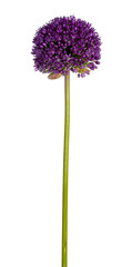Side view of purple Giant onion flower aka Allium giganteum. Round head on green stem. Isolated on...