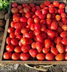 tomatoes in a basket