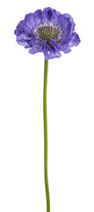 Fototapeta premium Side view of Pincushion flower aka Scabiosa Caucasia. Single blue blooming flower on green stem without leafs. Isolated on a white background.