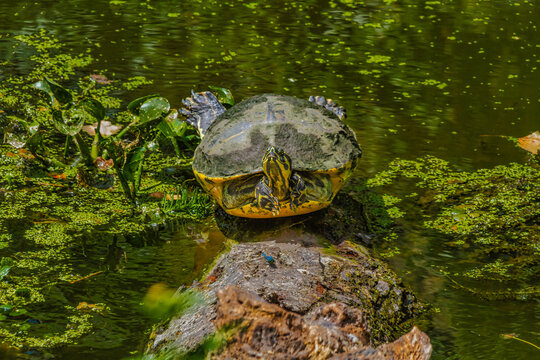 Southern Painted Turtle sunning on a log at Circle-B-Reserve near Lakeland, Florida.