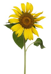Sunflower isolated on white background with clipping path