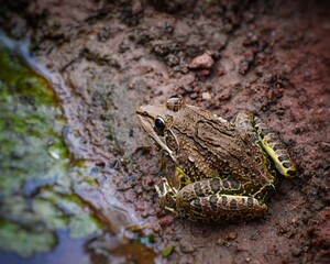 A close up picture of a brown toad sitting in the shore of a pond