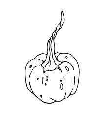 Pumpkin vector. Illustration for cards, posters, stickers and seasonal design. Vector drawing for cookbook, recipes, menu. 