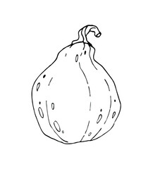 Pumpkin black outlined. Vector illustration, line graphics. Healthy food design. For cookbook, recipes, menu. 