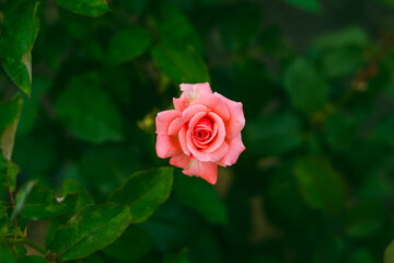 Beautiful bright rose of delicate pink color in the center of the frame