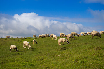 Naklejka na ściany i meble sheep grazing in the meadow