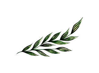 Watercolor illustration of sea green algae. Flora nature of aquatic plants. Aquarium plants, underwater planting. Isolated over white background. Drawn by hand.