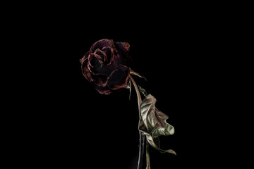 Roses withered on black background.