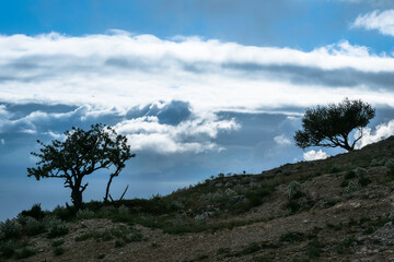 Obraz premium Tree in the mountains