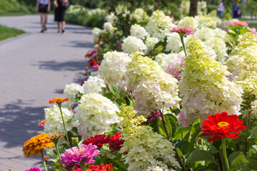 Path in park along flowerbed with white hydrangeas and red zinnias.