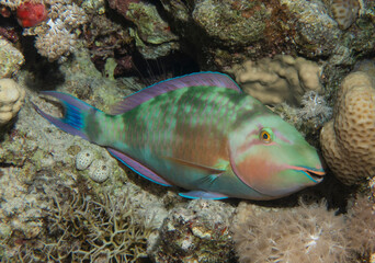 Parrotfish sleeping on tropical hard coral reef