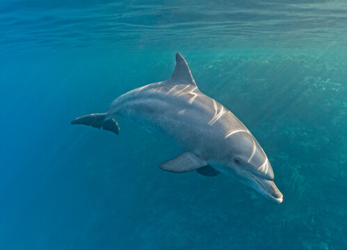 Bottlenose dolphin swimming underwater on tropical coral reef