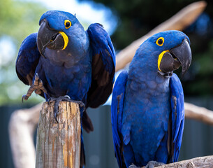 Two rare blue and yellow hyacinth macaw parrots in a funny pose - Powered by Adobe