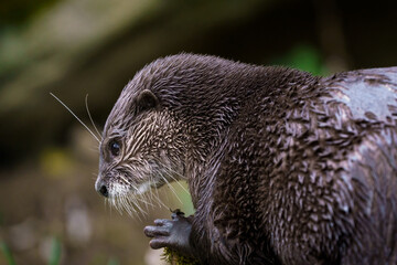 Oriental small-clawed otter (Amblonyx cinereus), also known as the Asian small-clawed otter.