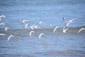 Piping Plovers in Flight Over the Ocean