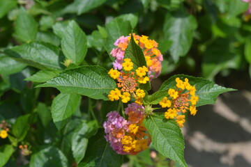 Lanthana with yellow-lilac flowers on a sunny day