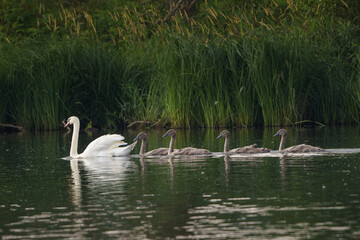 White Swan on lake with cubs. Mother swan swimming with cygnets.