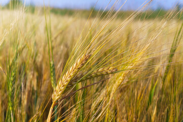 Golden ears of wheat on the field.