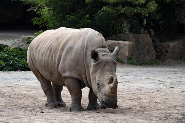 Obraz premium Southern White Rhinoceros, Ceratotherium Simum Simum, closely observes surroundings