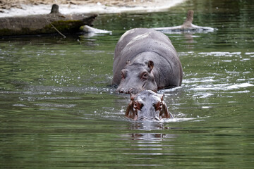 Fototapeta premium Female hippopotamus, hippopotamus amphibius, with gown baby goes to the lake